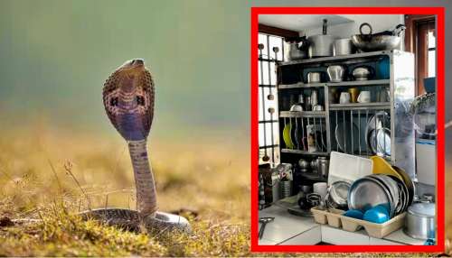 ಅಡುಗೆ ಮನೆಯಲ್ಲಿ ಈ ವಸ್ತುಗಳಿದ್ದರೆ 1 ಕಿ.ಮೀ ದೂರವಿದ್ದರೂ ಹುಡುಕಿಕೊಂಡು ಬರ್ತಾವೆ ವಿಷ ಸರ್ಪಗಳು..! ಹುಷಾರಾಗಿರಿ.. 