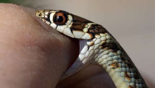 ಮುಂಗುಸಿಯಲ್ಲ, ಹಾವಿನ ಪರಮಶತ್ರು ಈ ಸಾಕುಪ್ರಾಣಿ..! ವಿಷಸರ್ಪಗಳೇ ಈ ಜೀವಿಯ ಮುಂದೆ ಬೆದರುತ್ತವೆ