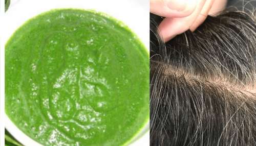 ದುಬಾರಿ ಹೇರ್‌ ಡೈ ಬದಲು.. ತೆಂಗಿನೆಣ್ಣೆಗೆ ಈ ಎಲೆ ಬೆರೆಸಿ ಹಚ್ಚಿದ್ರೆ ಕ್ಷಣಾರ್ಧದಲ್ಲಿ ಬಿಳಿಕೂದಲು ಶಾಶ್ವತವಾಗಿ ಕಪ್ಪಾಗುತ್ತವೆ!