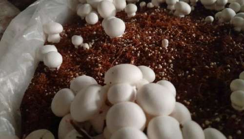 ಹೆಚ್ಚು ಶ್ರಮವಿಲ್ಲದೇ ಮನೆಯಿಂದಲೇ ಪ್ರಾರಂಭಿಸಬಹುದಾದ ಲಾಭದಾಯಕ ಕೃಷಿ ಇದು! ಟ್ರೆಂಡಿಂಗ್‌ನಲ್ಲಿರುವ ಈ ವ್ಯವಸಾಯದಿಂದ ತಿಂಗಳಿಗೆ 80,000 ಖಚಿತ ಆದಾಯ.