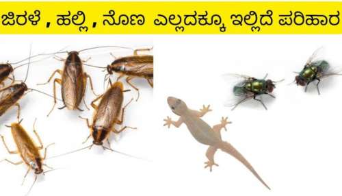 ನೀರಿನಲ್ಲಿ ಈ ಪದಾರ್ಥ ಹಾಕಿ ಸಿಂಪಡಿಸಿದ್ರೆ ಜಿರಳೆ.. ನೊಣಗಳೆಲ್ಲ ಕ್ಷಣಾರ್ಧಲ್ಲೇ ಮಾಯವಾಗುತ್ತವೆ! ಟ್ರೈ ಮಾಡಿ ನೋಡಿ..