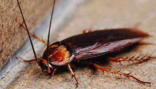 ಮನೆಯಲ್ಲಿರುವ ಜಿರಳೆಗಳನ್ನು ಕ್ಷಣಾರ್ಧಲ್ಲಿ ಓಡಿಸಲು ಈ ಸರಳ ಉಪಾಯ! ಒಂದು ಸಾರಿ ಬಳಸಿದ್ರೆ ಮತ್ತೆ ಆ ಸಮಸ್ಯೆನೇ ಬರಲ್ಲ.. 