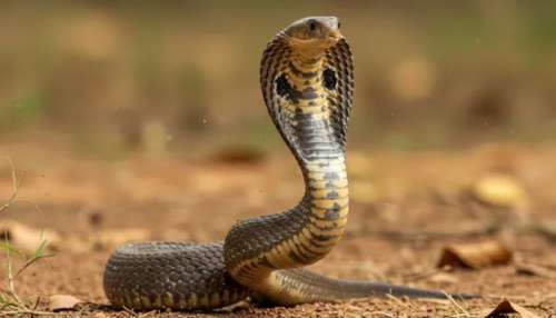 ಬಳಸಿ ಬಿಸಾಕುವ ಈ ವಸ್ತುವಿನ ವಾಸನೆಗಿದೆ ವಿಷಸರ್ಪವನ್ನೇ ಓಡಿಸುವ ಶಕ್ತಿ! ಹಾವುಗಳು ನಿಮ್ಮ ಮನೆಯ ಹತ್ತಿರವೂ ಸುಳಿಯಲ್ಲ