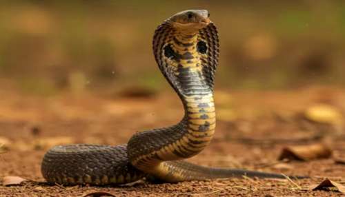 ಹಾವಿನ ಬಾಯಿಂದ ಮಾತ್ರವಲ್ಲ, ಬಾಲದಿಂದಲೂ ಸಾಯ್ತಾನೆ ಮನುಷ್ಯ.! "ಕಾರ್ಕೋಟಕ ವಿಷದ ಗೂಡು" 