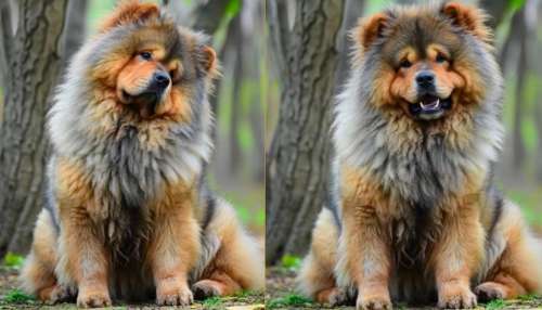 ಅಂತ್ಯಂತ ಬೆಲೆ ಬಾಳೋ ನಾಯಿಗಳು, ಇವು ಸಿಗೋದೇ ಅಪರೂಪ.. ಈ ಮುದ್ದು ಮುದ್ದಾದ ಶ್ವಾನಗಳ ಬೆಲೆ ಕೇಳಿದ್ರೆ ತಲೆ ಗಿರ್‌ರ್‌ ಅನ್ನುತ್ತೆ!