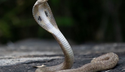 Snake: ಮನೆ ಹತ್ರ ಈ ಗಿಡ ನೆಟ್ಟಿದ್ರೆ, ಬುಸ್​​ ಬುಸ್​​​ ನಾಗಪ್ಪ ಎಂಟ್ರಿ ಕೊಡೋದೆ ಇಲ್ಲ ಗ್ಯಾರಂಟಿ