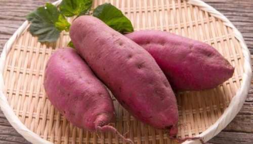 ಸಿಹಿ ಗೆಣಸು ಕುದಿಸಬೇಕಾ, ಹುರಿದು ತಿನ್ನಬೇಕಾ.. ಶುಗರ್‌ ನಿಯಂತ್ರಣಕ್ಕಾಗಿ ಸ್ವೀಟ್‌ ಪಟೋಟಾವನ್ನ ಹೀಗೆ ಮಾಡಲೇಬೇಕು!