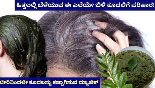 White Hair Tips: ಹಿತ್ತಲಲ್ಲಿ ಬೆಳೆಯುವ ಈ ಎಲೆಯೇ ಬಿಳಿ ಕೂದಲಿಗೆ ಶಾಶ್ವತ ಪರಿಹಾರ! 