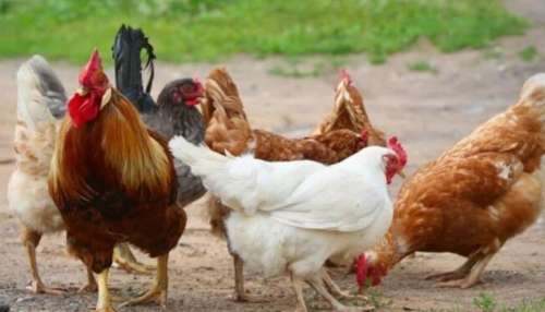 ನೀವು ಪ್ರತಿ ವಾರವೂ ಚಿಕನ್‌ ತಿನ್ನುತ್ತಿದ್ದೀರಾ.. ಕೋಳಿ ಮಾಂಸದ ಈ ಭಾಗಗಳು ನಿಮ್ಮ ಜೀವಕ್ಕೆ ಕುತ್ತು ತರಬಹುದು, ಹುಷಾರ್‌..!