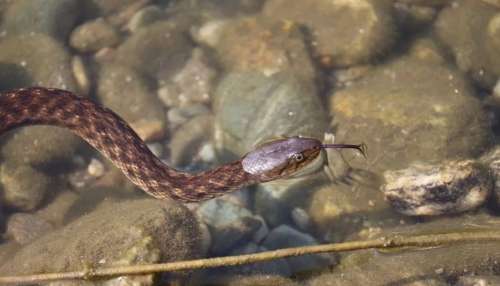 ಹಾವುಗಳು ನೀರನ್ನು ಹೇಗೆ ಕುಡಿಯುತ್ತವೆ ಅಂತ ನಿಮ್ಗೆ ಗೊತ್ತೆ..? ಬಾಯಿಂದ.. ಅಂತ ಹೇಳಿದ್ರೆ ನಿಮ್ಮಷ್ಟು ದಡ್ಡರಿಲ್ಲ ಬಿಡಿ..