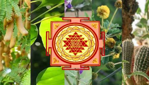 ಮನೆಯಲ್ಲಿ ಈ ಗಿಡಗಳಿದ್ದರೆ... ಆರ್ಥಿಕ ಸಮಸ್ಯೆ ಮತ್ತು ಸಾಲದಿಂದ ಬಳಲುತ್ತೀರಿ! 