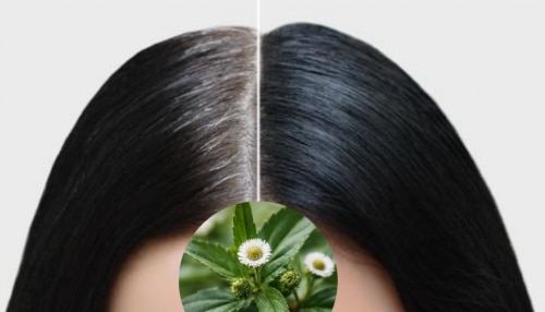 ಅಜ್ಜಿ ಕಾಲದ ಸಲಹೆ.. ಈ ಎಲೆ ಒಂದೇ ರಾತ್ರಿಯಲ್ಲಿ ಬಿಳಿ ಕೂದಲನ್ನು ಕಪ್ಪಾಗಿಸುವುದು ಖಚಿತ! 