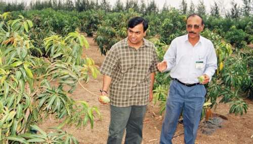 ಜಾಮ್‌ನಗರದ ಬಂಜರು ಭೂಮಿಯಲ್ಲಿ ಮುಖೇಶ್ ಅಂಬಾನಿಯ ಮಾವಿನ ಕ್ರಾಂತಿ:  ಈ ಬೃಹತ್ ಆದಾಯಕ್ಕೆ ಇಲ್ಲ 'ಟ್ಯಾಕ್ಸ್' ಭಯ!