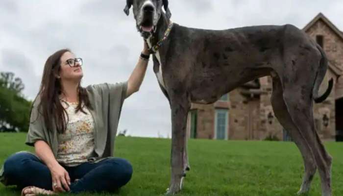 Tallest Dog in the World: ಓಹ್ ಇದು ಕುದುರೆಯಲ್ಲ! ವಿಶ್ವದ ಅತಿ ಉದ್ದದ ನಾಯಿ