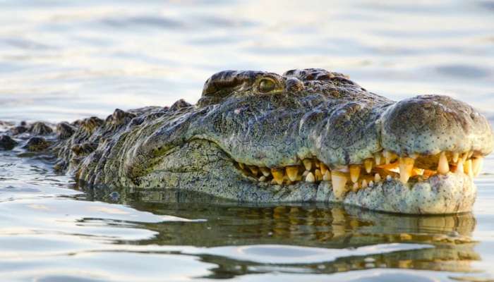 The Nile Crocodile: 300 ಜನರನ್ನು ನುಂಗಿ ನೀರು ಕುಡಿದ ಮೊಸಳೆ ಇದು