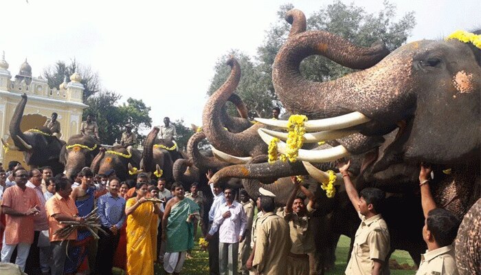 ಮಾವುತರೊಂದಿಗೆ ಸಂಸದೆ ಶೋಭಾ ಕರಂದ್ಲಾಜೆ 'ಆಯುಧ ಪೂಜೆ' ಆಚರಣೆ ಮಾವುತರೊಂದಿಗೆ ಸಂಸದೆ ಶೋಭಾ ಕರಂದ್ಲಾಜೆ 'ಆಯುಧ ಪೂಜೆ' ಆಚರಣೆ
