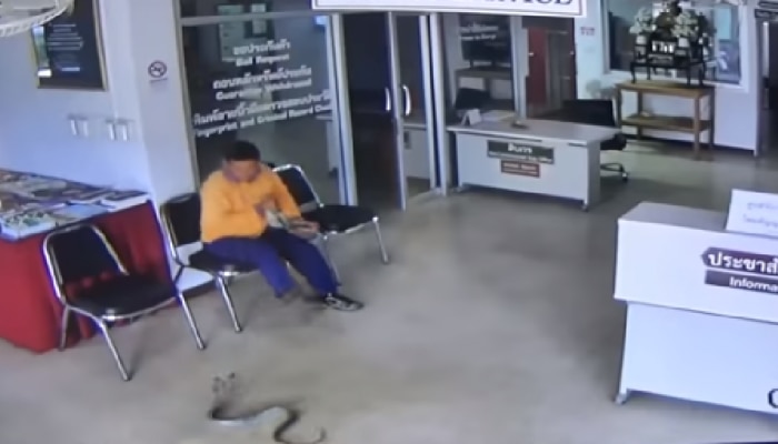 Viral Video: ಪೋಲಿಸ್ ಸ್ಟೇಷನ್ ಗೆ ಬಂದ ಹಾವನ್ನು ಬರಿಗೈಲಿ ಅರೆಸ್ಟ್ ಮಾಡಿದ ಭೂಪ! Viral Video: ಪೋಲಿಸ್ ಸ್ಟೇಷನ್ ಗೆ ಬಂದ ಹಾವನ್ನು ಬರಿಗೈಲಿ ಅರೆಸ್ಟ್ ಮಾಡಿದ ಭೂಪ!