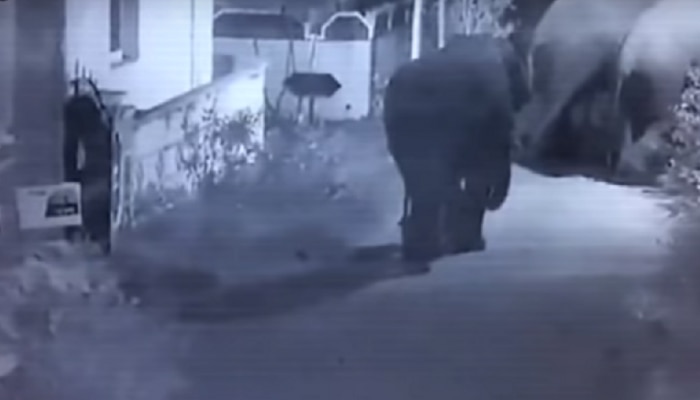 VIDEO: ರಾತ್ರೋ ರಾತ್ರಿ ನುಗ್ಗಿದ ಆನೆಗಳ ಹಿಂಡು...ಮುಂದೇನಾಯ್ತು? VIDEO: ರಾತ್ರೋ ರಾತ್ರಿ ನುಗ್ಗಿದ ಆನೆಗಳ ಹಿಂಡು...ಮುಂದೇನಾಯ್ತು?