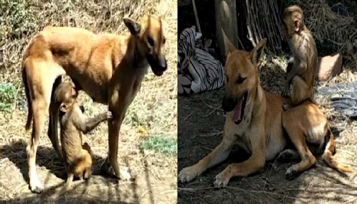 ಕೋತಿ ಮರಿಗೆ ತಾಯಿಯಾದ ನಾಯಿ! ವೈರಲ್ ಆಯ್ತು ಫೋಟೋ... ಕೋತಿ ಮರಿಗೆ ತಾಯಿಯಾದ ನಾಯಿ! ವೈರಲ್ ಆಯ್ತು ಫೋಟೋ...