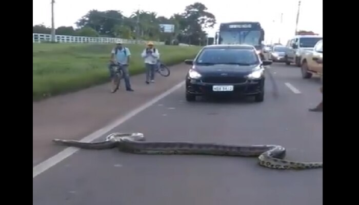 Viral Video: ಅನಾಯಾಸವಾಗಿ ಹೈವೇ ದಾಟಿದ ಅನಕೊಂಡ! Viral Video: ಅನಾಯಾಸವಾಗಿ ಹೈವೇ ದಾಟಿದ ಅನಕೊಂಡ!