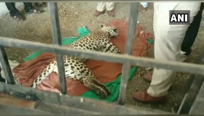 ಐವರ ಮೇಲೆ ದಾಳಿ: ರೊಚ್ಚಿಗೆದ್ದ ಗ್ರಾಮಸ್ಥರಿಂದ ಚಿರತೆ ಹತ್ಯೆ ಐವರ ಮೇಲೆ ದಾಳಿ: ರೊಚ್ಚಿಗೆದ್ದ ಗ್ರಾಮಸ್ಥರಿಂದ ಚಿರತೆ ಹತ್ಯೆ