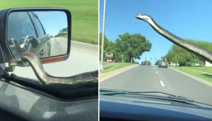 Viral Video: ಚಲಿಸುವ ಕಾರಿನ ಮೇಲೆ ಹಠಾತ್ ಕಾಣಿಸಿಕೊಂಡ ಹಾವು! Viral Video: ಚಲಿಸುವ ಕಾರಿನ ಮೇಲೆ ಹಠಾತ್ ಕಾಣಿಸಿಕೊಂಡ ಹಾವು!