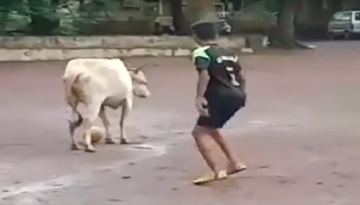 Viral Video: ಯುವಕರೊಂದಿಗೆ ಗೂಳಿ ಫುಟ್ಬಾಲ್ ಆಡಿದ್ದು ಹೇಗೆ ಗೊತ್ತಾ? Viral Video: ಯುವಕರೊಂದಿಗೆ ಗೂಳಿ ಫುಟ್ಬಾಲ್ ಆಡಿದ್ದು ಹೇಗೆ ಗೊತ್ತಾ?