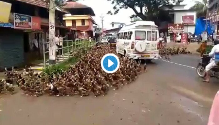 Viral Video: ರಸ್ತೆ ದಾಟುವ ವೇಳೆ ಶಿಸ್ತು ಪಾಲಿಸಿದ ಬಾತುಕೋಳಿಗಳು! Viral Video: ರಸ್ತೆ ದಾಟುವ ವೇಳೆ ಶಿಸ್ತು ಪಾಲಿಸಿದ ಬಾತುಕೋಳಿಗಳು!