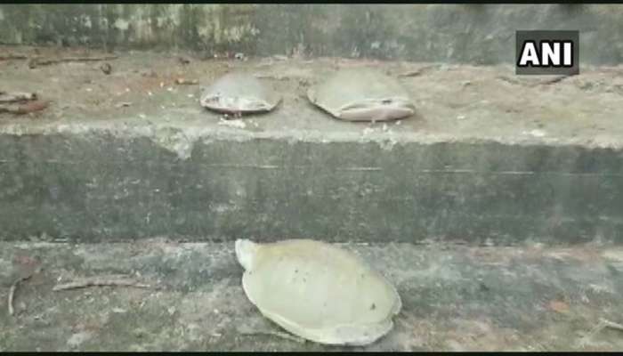 Tortoise News In Kannada Latest Tortoise News Photos Videos Zee News Kannada Speak with genbu in reisen temple. zee news