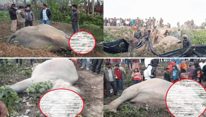 ಈ ರೀತಿ ಆನೆಗಳ ಮೃತ್ಯುವಿಗೆ ಕೊನೆಯಿಲ್ಲವೇ? ಈ ರೀತಿ ಆನೆಗಳ ಮೃತ್ಯುವಿಗೆ ಕೊನೆಯಿಲ್ಲವೇ?