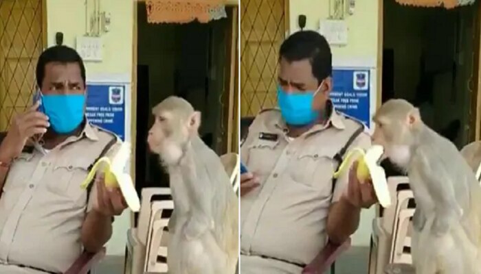 ಕೈಗಳಿಲ್ಲದ ಹಸಿದ ಮಂಗಕ್ಕೆ ಬಾಳೆ ಹಣ್ಣು ತಿನಿಸಿ ಮಾನವೀಯತೆ ಮೆರೆದ ಪೋಲಿಸ್ ಪೇದೆ...! ಕೈಗಳಿಲ್ಲದ ಹಸಿದ ಮಂಗಕ್ಕೆ ಬಾಳೆ ಹಣ್ಣು ತಿನಿಸಿ ಮಾನವೀಯತೆ ಮೆರೆದ ಪೋಲಿಸ್ ಪೇದೆ...!