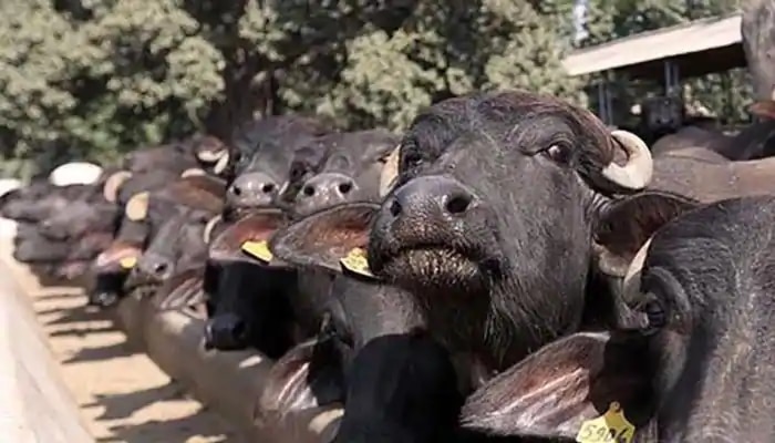 &#039;ಎಮ್ಮೆ ಹಾಲು ಕುಡಿದು ನೌಕರಿ ಸೇರಿದ್ದೇನೆ, ಅದರ ಕಾಳಜಿವಹಿಸಿ ಋಣ ತೀರಿಸುವೆ, ರಜೆ ಕೊಡಿ&#039;