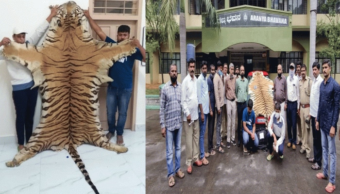 ಹುಲಿ ಚರ್ಮ ಸಾಗಿಸುತ್ತಿದ್ದವರ ಬಂಧನ ಹುಲಿ ಚರ್ಮ ಸಾಗಿಸುತ್ತಿದ್ದವರ ಬಂಧನ