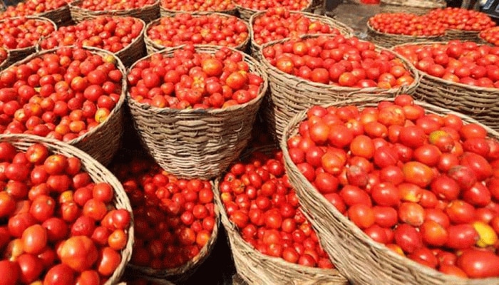 Tomato Wholesale Prices: ಪ್ರತಿ ಕೆಜಿ ಟೊಮೆಟೊಗೆ  30 ಪೈಸೆ , ರೈತರ ಅಳಲು title=
