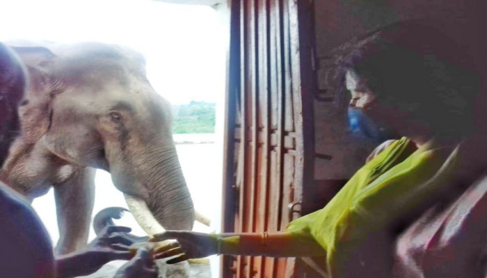 Feeds Tusker with Pongal  : ವಿಸ್ಮಯ..! ದೇವರ ದರ್ಶನಕ್ಕೆ ಕಾಡಿಂದ ಓಡೋಡಿ ಬಂತು ಒಂಟಿ ಸಲಗ..! 