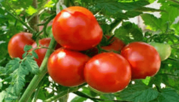 ಅತಿಯಾದ Tomato ಸೇವನೆ ನಿಮ್ಮ ಸಮಸ್ಯೆಗಳನ್ನು ಹೆಚ್ಚಿಸಬಹುದು, ಎಚ್ಚರ!