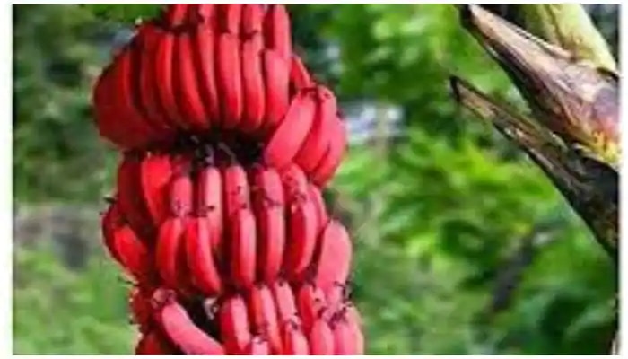 Red Banana Health Benefits: ಕೆಂಪು ಬಾಳೆಹಣ್ಣಿನ ಆರೋಗ್ಯಕರ ಲಾಭಗಳ ಕುರಿತು ನಿಮಗೆ ತಿಳಿದಿದೆಯೇ?