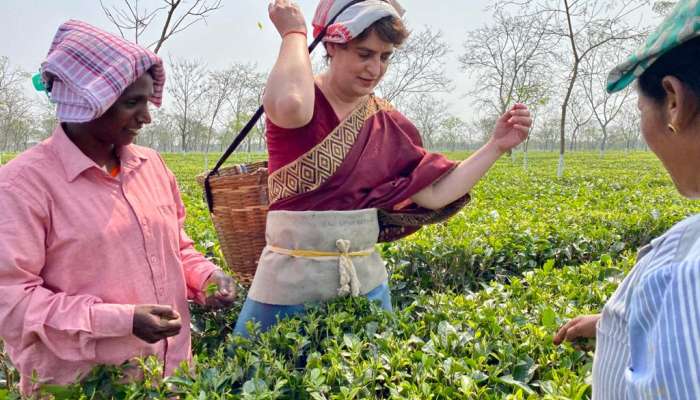 Priyanka Gandhi: ಪ್ರಿಯಾಂಕಾ ಗಾಂಧಿಗೆ ಟೀ ಎಸ್ಟೇಟ್​ನಲ್ಲಿ ಕೆಲಸ! ವೈರಲ್​ ಆಯ್ತು ವಿಡಿಯೋ