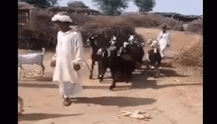 Goat Dance Video: ಇಂಗ್ಲಿಷ್ ಹಾಡಿಗೆ ಹೆಜ್ಜೆ ಹಾಕಿದ ಆಡುಗಳ ವಿಡಿಯೋ ಆಯ್ತು ವೈರಲ್
