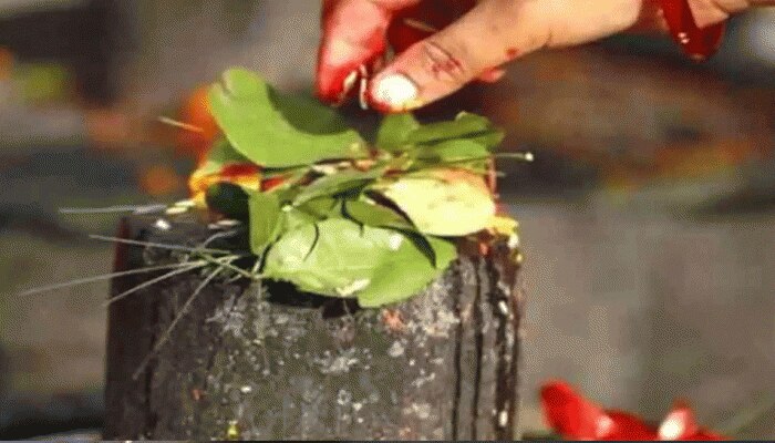 Mahashivaratri 2021: ಶಿವಲಿಂಗಕ್ಕೆ ಬಿಲ್ವಪತ್ರೆ ಅರ್ಪಿಸುವುದರ ಹಿಂದಿನ ಮಹತ್ವ ಏನೆಂದು ತಿಳಿಯಿರಿ