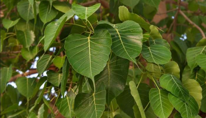 Peepal Leaf Benefits: ಅಶ್ವತ್ಥಮರದ ಎಲೆಗಳ ರಸವು ಆರೋಗ್ಯಕ್ಕೆ ಎಷ್ಟು ಪ್ರಯೋಜನಕಾರಿ ಗೊತ್ತಾ? title=