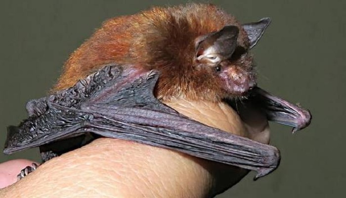 Disk Footed Bat - ಭಾರತದಲ್ಲಿ ದೊರೆತೆ ವಿಚಿತ್ರ ಬಾವುಲಿ, ಇದೇ Coronavirus ಸೋಂಕು ಹೆಚ್ಚಾಗಲು ಕಾರಣವೇ?