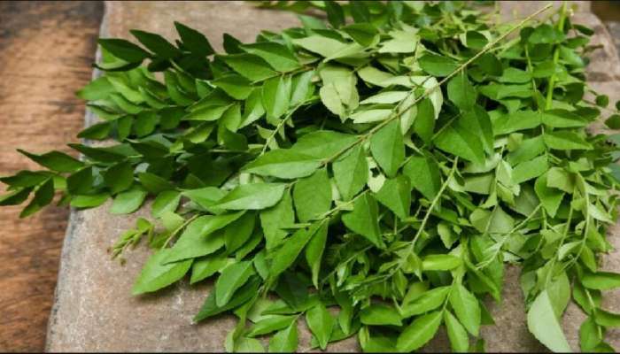 Curry Leaf Benefits: ಕರಿಬೇವಿನ ಎಲೆಗಳಲ್ಲಿದೆ ನಿಮ್ಮ ಆರೋಗ್ಯಕ್ಕೆ ನೀಡುವ ರೋಗ ನಿರೋಧಕ ಶಕ್ತಿ: ಬಳಸುವುದು ಹೇಗೆ? title=