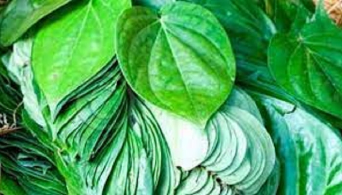 Benefits of betel leaf : ನಿಮಗೆ ಗೊತ್ತಾ..? ವೀಳ್ಯದೆಲೆಯ ನಾಲ್ಕು ಮಹತ್ವದ ಆರೋಗ್ಯಕಾರಿ ಗುಣ title=