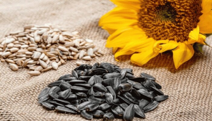 Sunflower Seeds Benefits: ಹೈ ಬಿಪಿ, ಶುಗರ್ ಇರುವವರು ಸೂರ್ಯಕಾಂತಿ ಬೀಜಗಳನ್ನು ಪ್ರತಿದಿನ ತಪ್ಪದೇ ಸೇವಿಸಿ