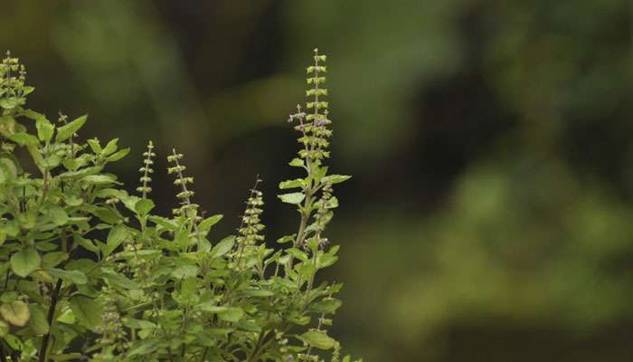 Tulsi Plant: ಈ ಎರಡೂ ದಿನ ಅಪ್ಪಿ-ತಪ್ಪಿಯೂ ತುಳಸಿ ಗಿಡಕ್ಕೆ ನೀರು ಹಾಕಬೇಡಿ