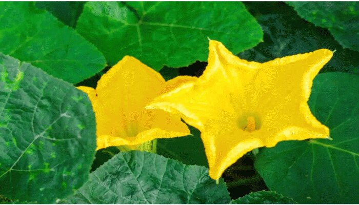 Pumpkin Flower Benefits: ಕುಂಬಳಕಾಯಿ ಮಾತ್ರವಲ್ಲ, ಅದರ ಹೂವಿನಿಂದಲೂ ಸಿಗುತ್ತೆ ಭಾರೀ ಪ್ರಯೋಜನ