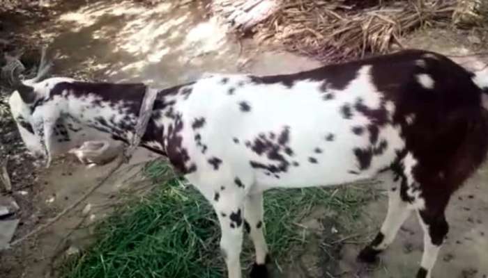 Weird Goat : ಪ್ರಕೃತಿಯ ಅದ್ಭುತ! ಈ ಮೇಕೆ ಮೈ ಮೇಲೆ ಒಂದು ಕಡೆ  'ಓಂ' ಒಂದು ಕಡೆ 'ಮೊಹಮ್ಮದ್' title=