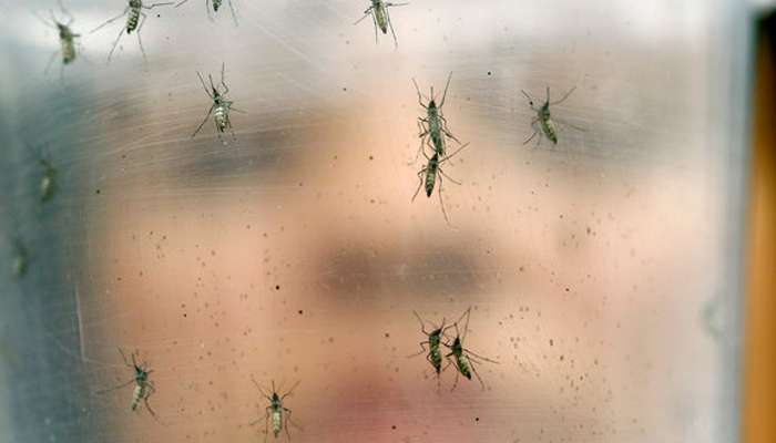 Zika Virus Alert! ಜಿಕಾ ವೈರಸ್ ರೋಗಲಕ್ಷಣಗಳು, ಗರ್ಭಿಣಿ ಮಹಿಳೆಯರಿಗೆ ವಿಶೇಷ ಸಲಹೆ