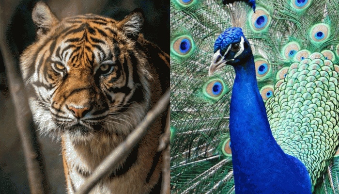 National Animal vs National Bird: ಗರಿಬಿಚ್ಚಿದ ನವಿಲಿನ ಮೇಲೆ ಹುಲಿರಾಯನ ದಾಳಿ, ವಿಡಿಯೋ ವೈರಲ್!
